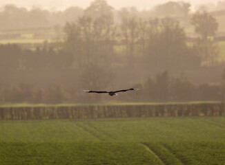 Bird silhouette flying over sky at sunset, landscape view background