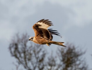 Low-angle of a red kite flying over clear sky with deciduous tree branches blurred background