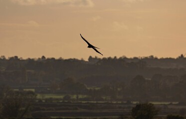 Bird silhouette flying over sky at sunset, landscape view background