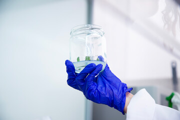 plant tissue culture at the laboratory