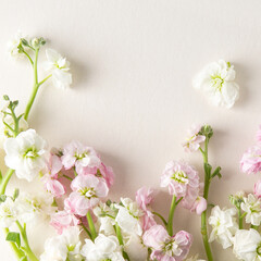 Fototapeta na wymiar white and pink matthiola flowers on a light background, space for text
