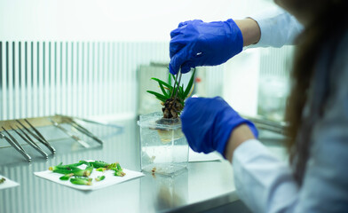 plant tissue culture at the laboratory
