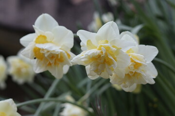 Narcisses, jonquilles blanches. Jardin de Corrèze, France