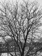 silhouette of a tree