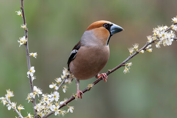 Beautiful Hawfinch (Coccothraustes coccothraustes) on a branch with white flowers in the forest of Noord Brabant in the Netherlands.                                                                    