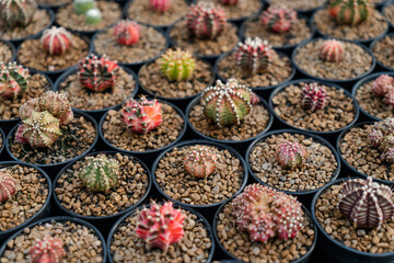 Cactus farm with close-up of succulent and cactus collection in pot. It' s natural background from little plants.	
