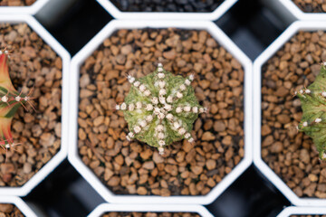 Cactus farm with close-up of succulent and cactus collection in pot. It' s natural background from little plants. 