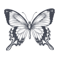 Hand-draw of monarch butterfly on a paper backround. Vector illustration. Place for your text