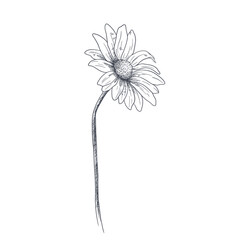 daisy flower pencil drawing. hand drawn vector flower illustration. isolated chamomile flower on a white background. botanical artwork for print. vintage flower drawing.