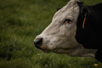 cow in the field