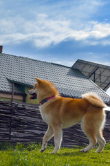 Nice Akita dog is standing on the grass