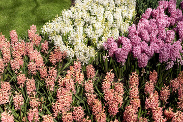 Different colored hyacinths bloom in Keukenhof Park. Netherlands