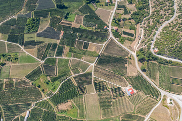 Drone view of huge agricultural field. Aerial view of apple orchards, grape trees  in countryside farms.