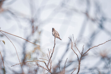 bird on a branch