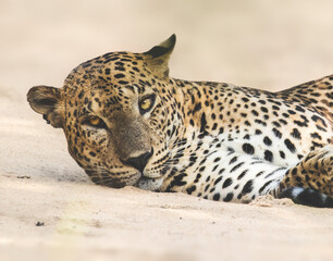 close up of a leopard
