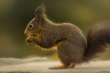 Naklejka na ściany i meble Closeup shot of a cute red squirrel (Sciurus vulgaris)