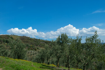 Olive grove. Olive trees. olive grove and
White clouds in the bright blue sky.
Iznik Bursa Türkiye.