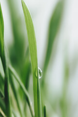 grass with dew drops