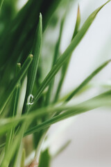 grass with dew drops