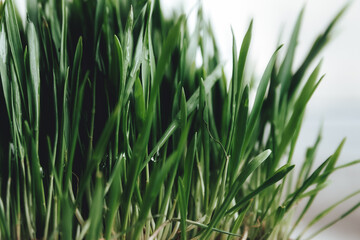 green grass isolated on white