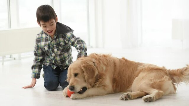 Child boy petting golden retriever dog with toy at home. Kid with purebred pet doggy in light room