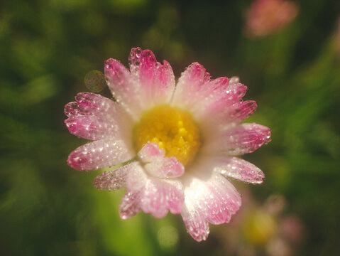 A white flower at dawn with dew. Shallow depth of field
