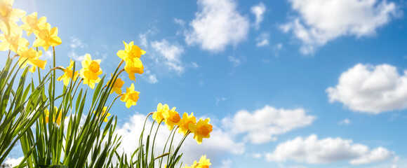 Spring Daffodil flower background against a clear blue sky