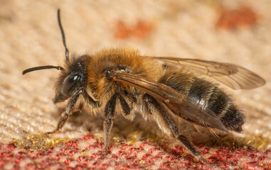 Ultra close up macro shot of a bee isolated on dark background 