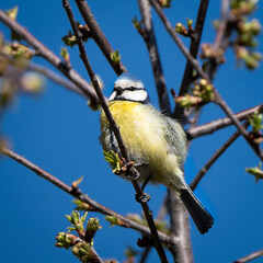 Gorgeous blue tit bird/willowbiter sitting on a tree branch 