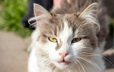 cute stray cat, portrait of cat.