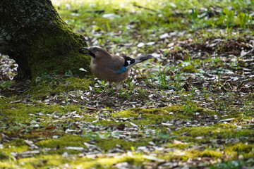 Small Eurasian jay bird with colorful plumage sitting on grass in wild nature with green trees on sunny day 