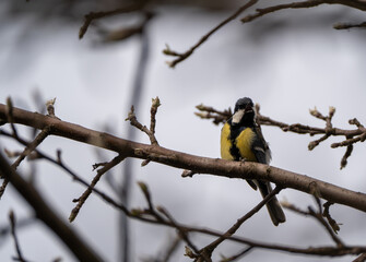 Gorgeous blue tit bird/willowbiter sitting on a tree branch 