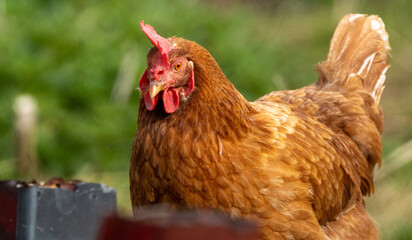 Brown hen walking around in a garden