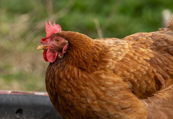 Brown hen walking around in a garden