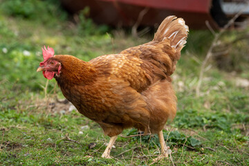 Brown hen walking around in a garden