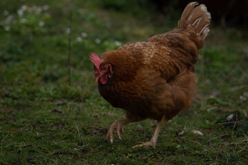 Brown hen walking around in a garden