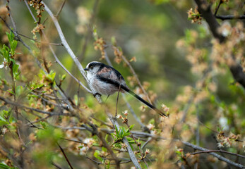 Gorgeous blue tit bird/willowbiter sitting on a tree branch 
