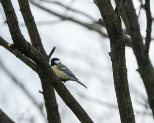 Gorgeous blue tit bird/willowbiter sitting on a tree branch 