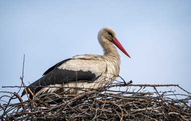 White stork ciconia ciconia shot with the amazing Sony 200-600mm lens