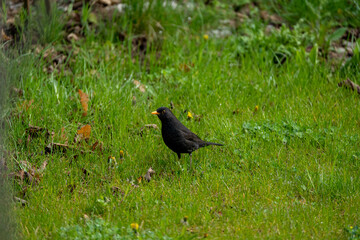 Blackbird shot in a garden with a Sony A7C and Sony 200-600mm telephoto lens