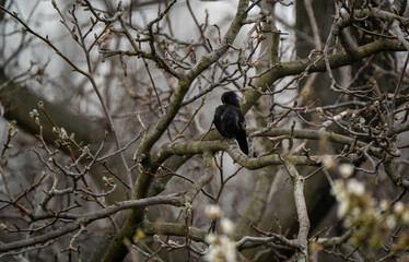 Blackbird shot with a Sony A7C and Sony 200-600mm telephoto lens