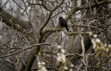 Blackbird shot sitting on a ray branch with bokeh foreground