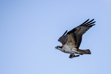 Side view of Osprey with open wings flying in blue sky carrying its prey