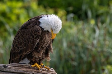 Closeup of a bald eagle looking down perched on a branch on blur background