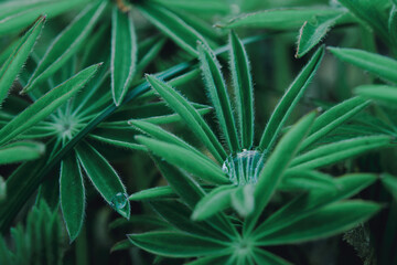 Close-up green leaves with a drop of water outdoors. Macro shot from a low angle.