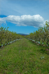 Blooming cherry orchards. Orchards in bloom
White clouds in the bright blue sky.
İznik Bursa T&uuml;rkiye.