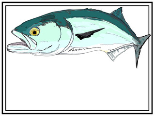 Full Colored Bluefish In Action With A Frame Design
