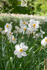 group of narcissus poeticus in the park