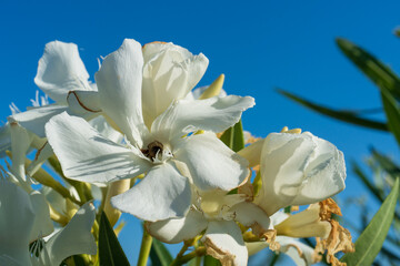 A bee collects nectar on a white oleander flower against a blue sky on a sunny day, authentic sustainable development, ecological harmony of nature, beautiful minimalist background