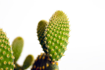 prickly cactus, close-up, white background